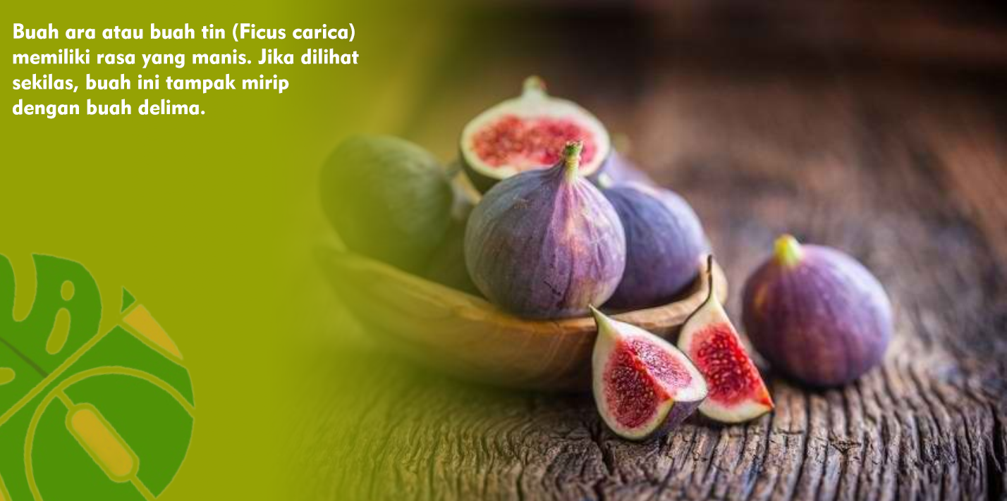 Kandungan Kalsium Pada Buah Ara Baik Untuk Menjaga Kesehatan Tulang Kandungan Kalsium Pada Buah Ara Baik Untuk Menjaga Kesehatan Tulang